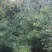 华山松2~2.5m，3-3.5米华山松价格，4-5米