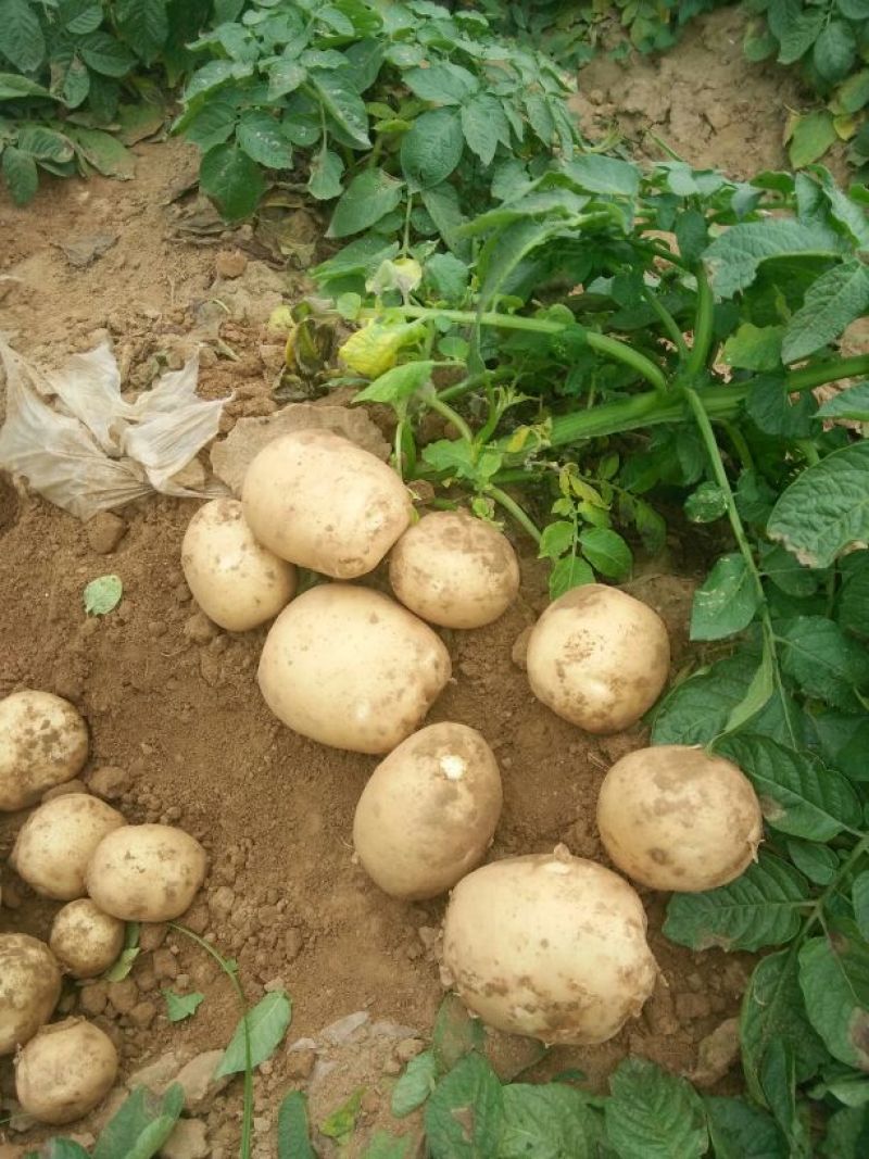 大白花土豆1两以上通货