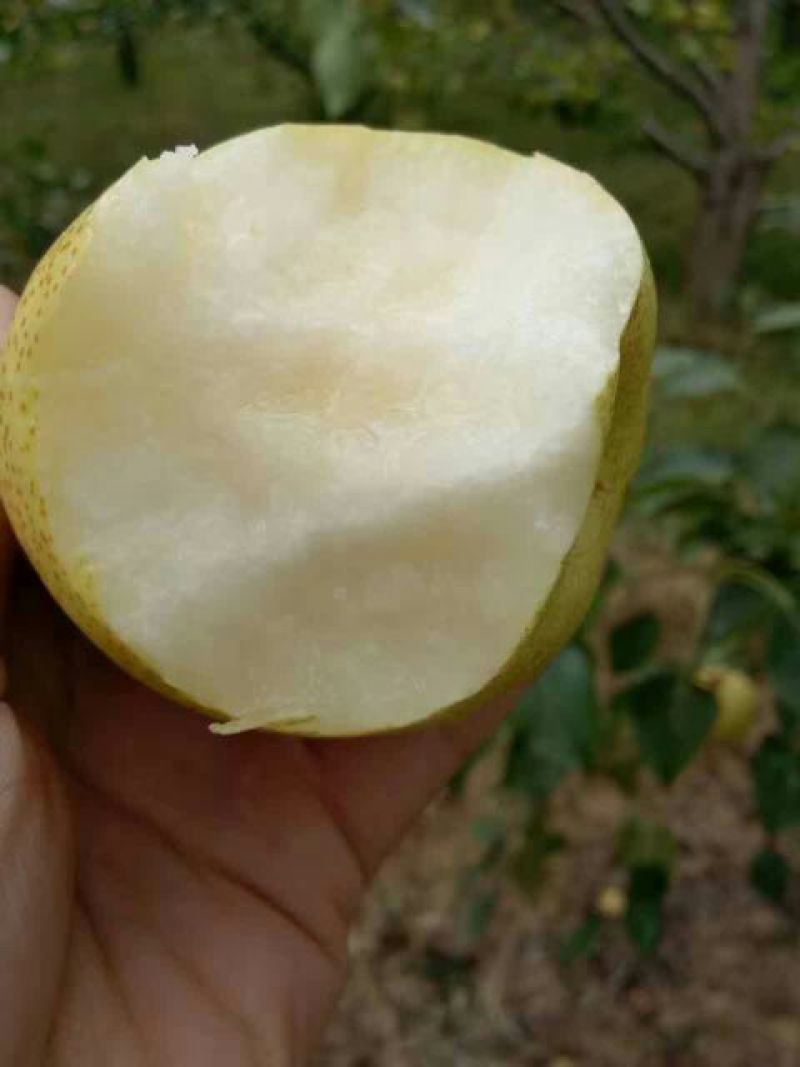 酥梨250~300g纸箱
