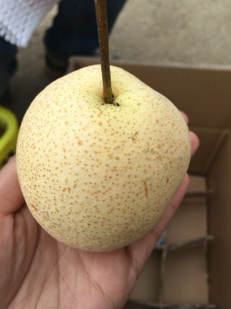 雪梨