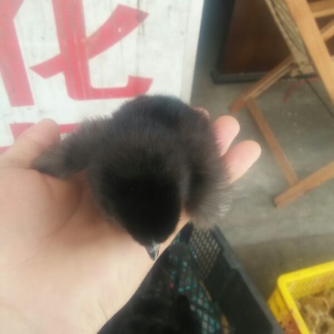 绿壳蛋鸡苗1斤以下