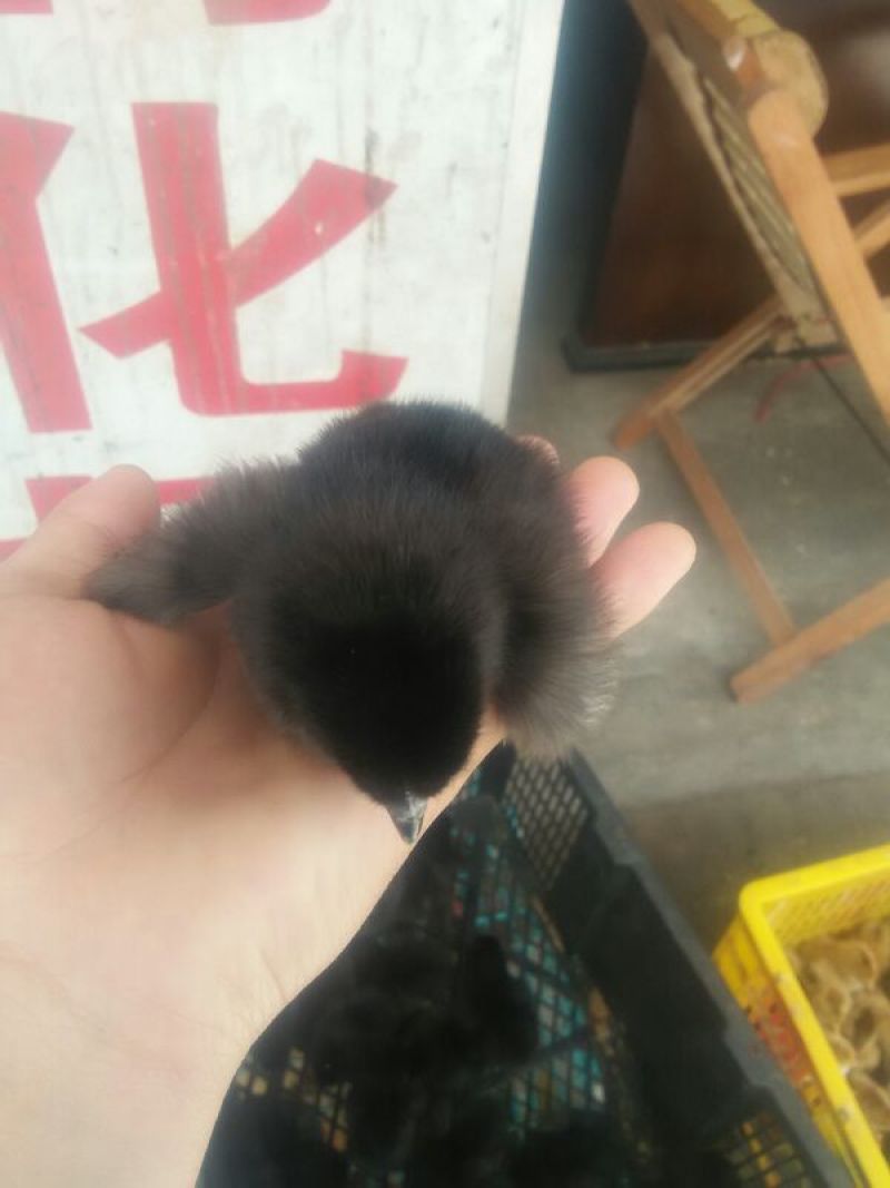 绿壳蛋鸡苗1斤以下
