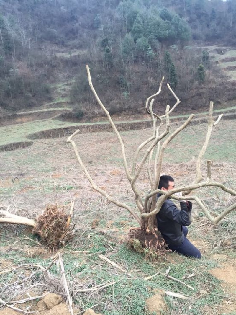 高山杜鹃