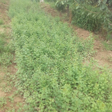连翘苗40~50cm