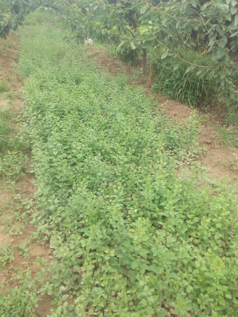 连翘苗40~50cm