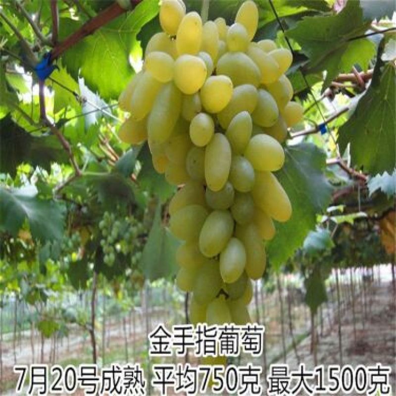 葡萄苗1年110~150cm