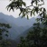 山核桃
