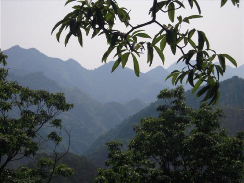 山核桃