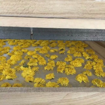 皇菊茶
