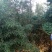 竹子2~3m