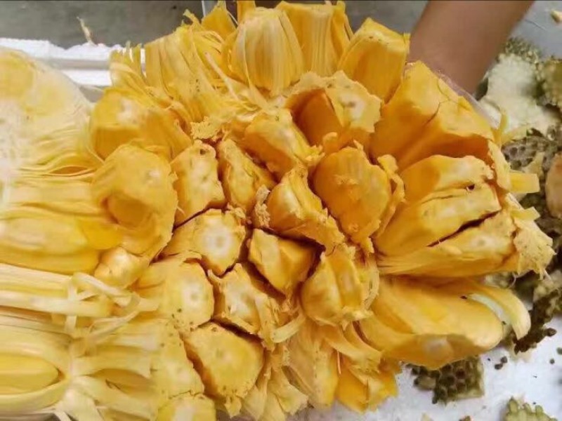 菠萝蜜