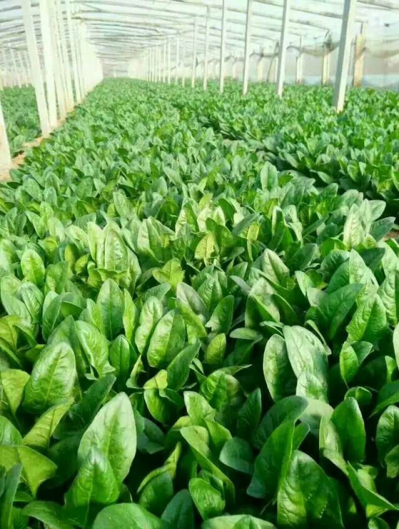 全能菠菜30~35厘米