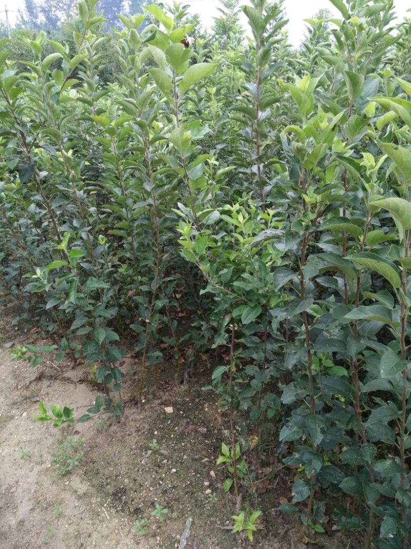 烟富六号苹果树苗80cm以上