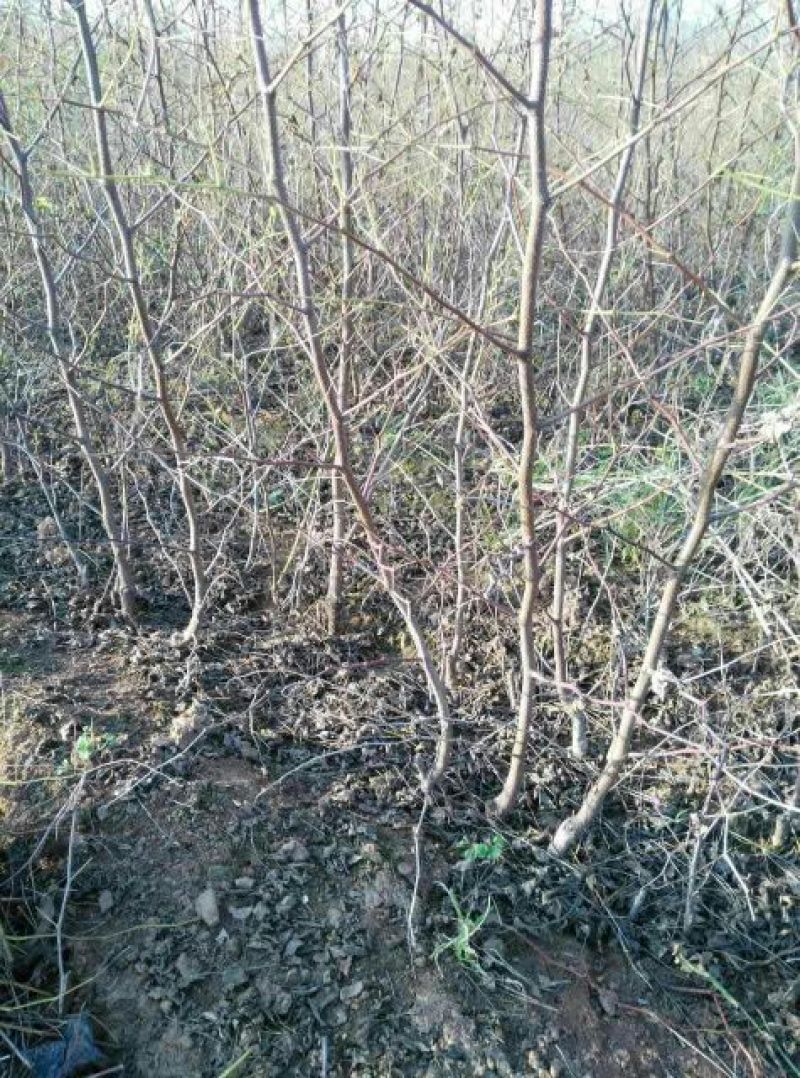 大枣苗80~110cm