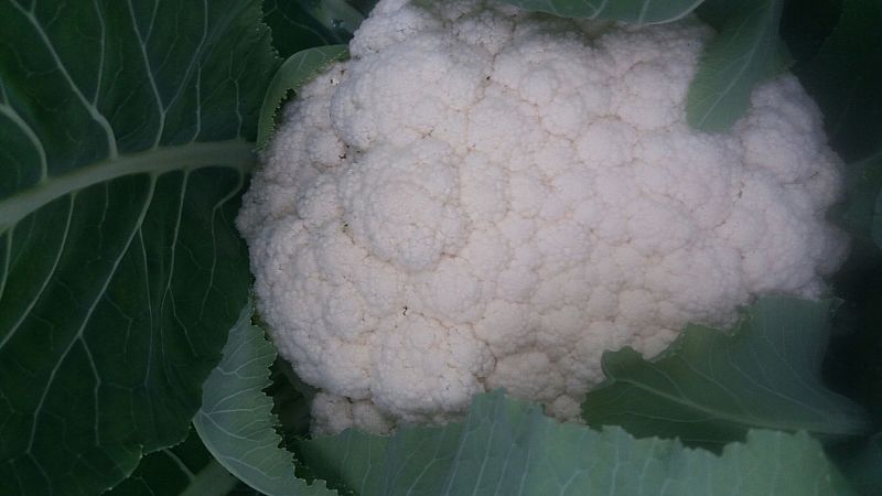 白花菜散装