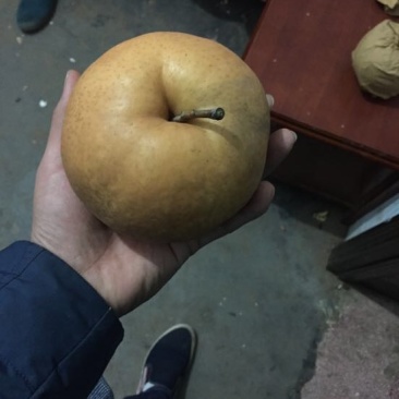 晚秋黄梨
