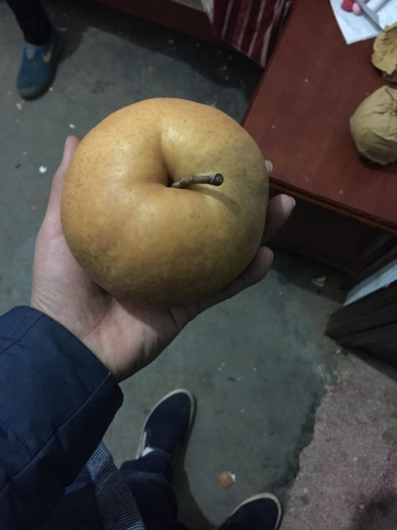 晚秋黄梨