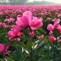 白芍种苗