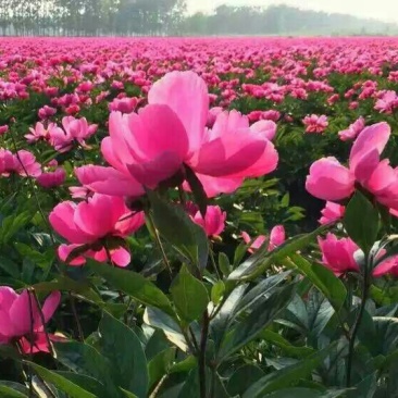 白芍种苗