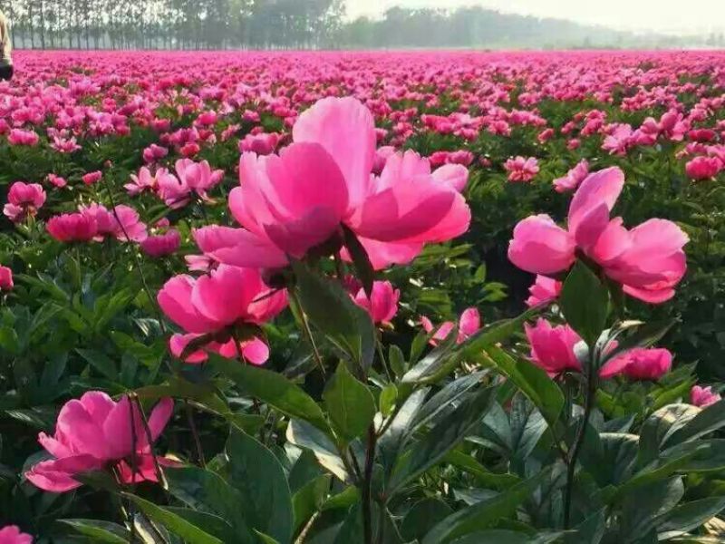 白芍种苗