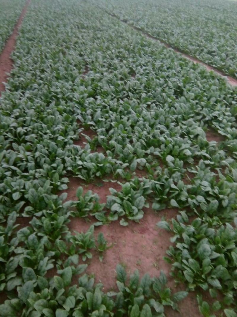 大叶菠菜25~30厘米