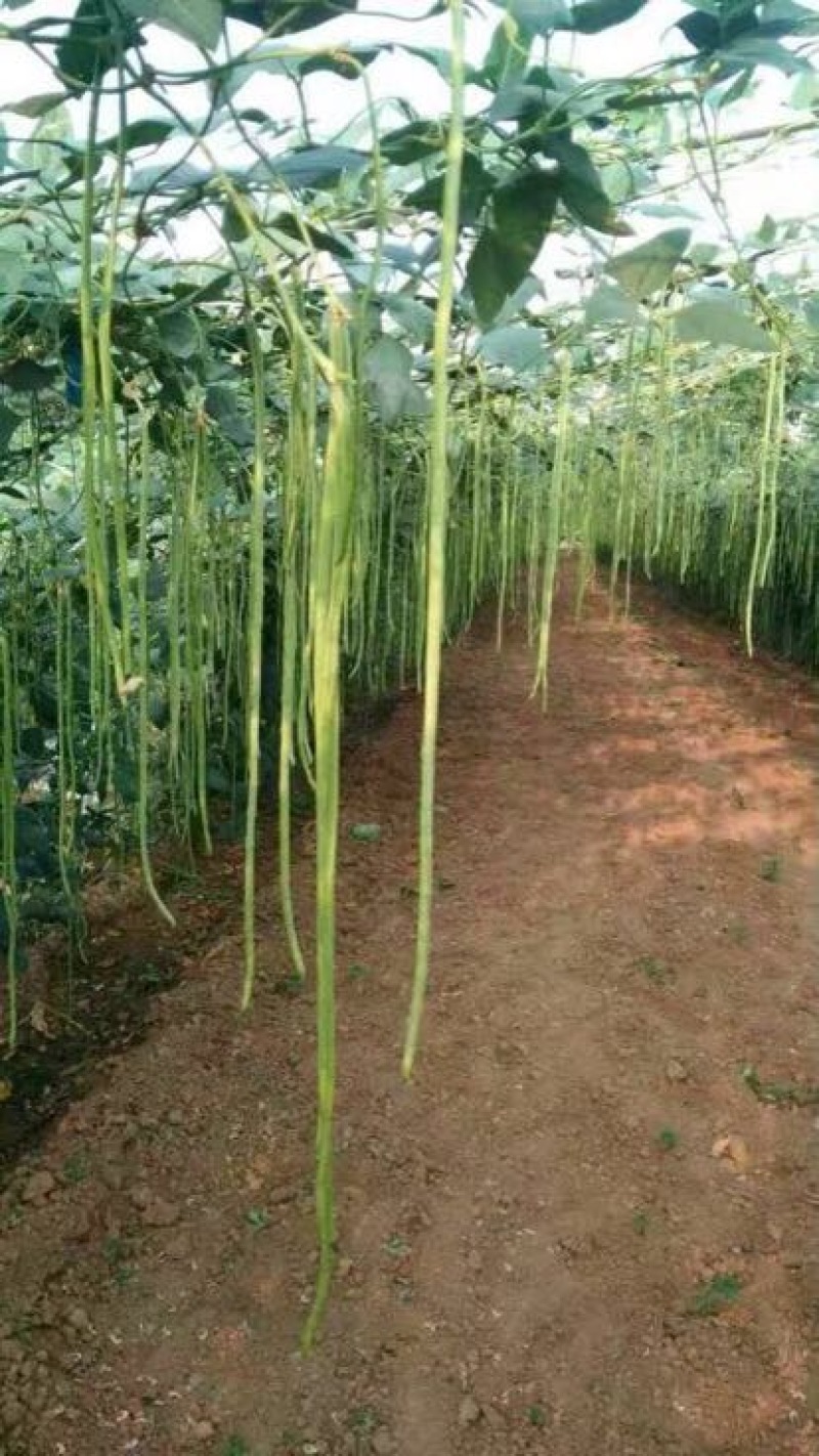 【产地直销】精品豆角；翠绿，量大从优，不鼓豆