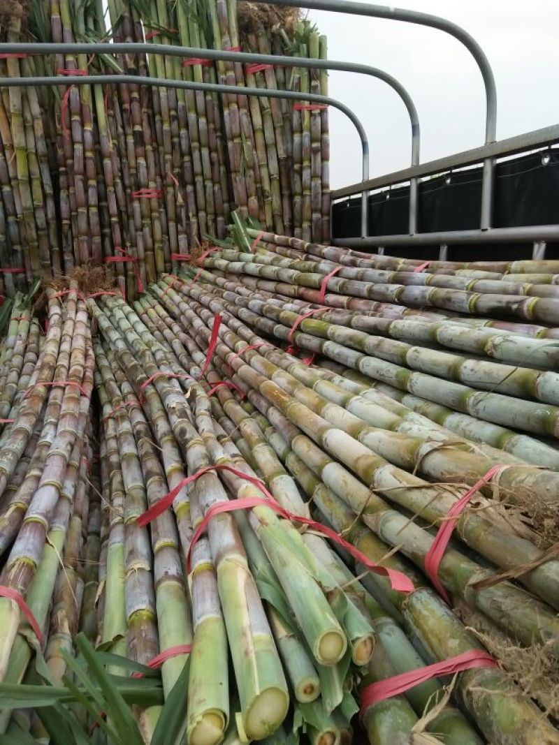青皮白玉甘蔗青皮甘蔗50000亩