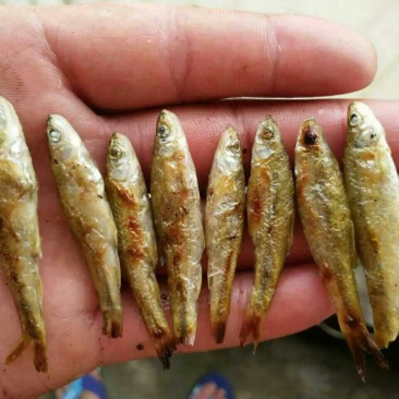 鱼干烤鱼干
