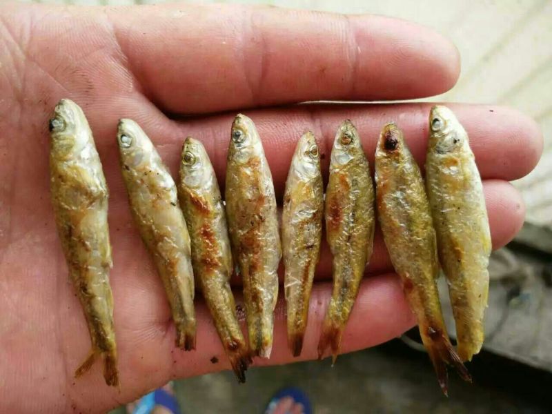 鱼干烤鱼干