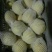 黄金梨300~350g纸袋