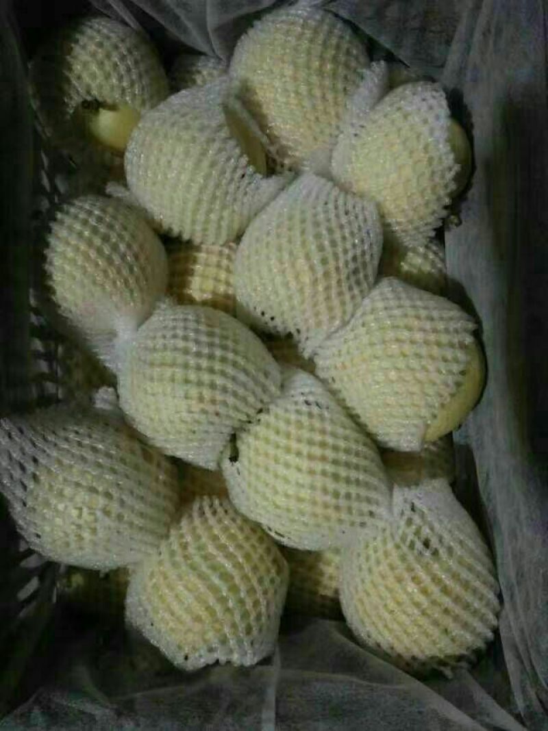 黄金梨300~350g纸袋