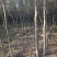 榆树6~8cm6~8cm3~3.5m