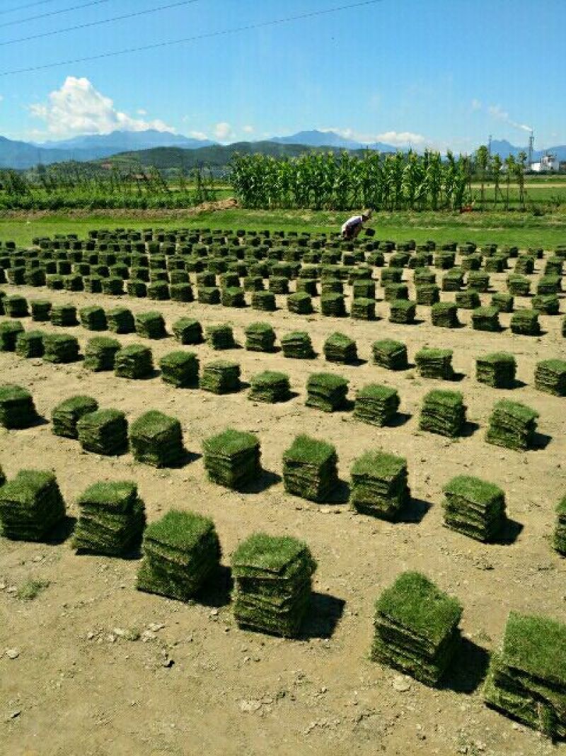 马尼拉草坪