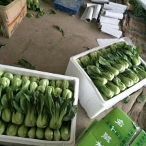 油菜大量上市，物美价廉，质量好需要联系