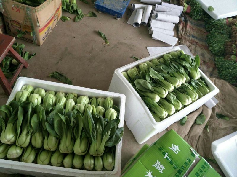 油菜大量上市，物美价廉，质量好需要联系