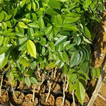 黄花梨树苗