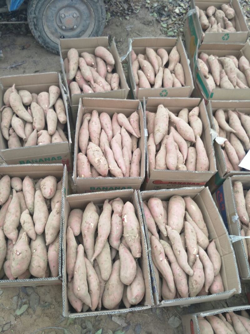龙薯9号3两以上商品薯黄心