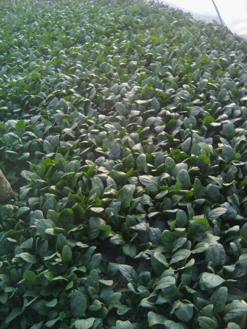 全能菠菜20~25厘米