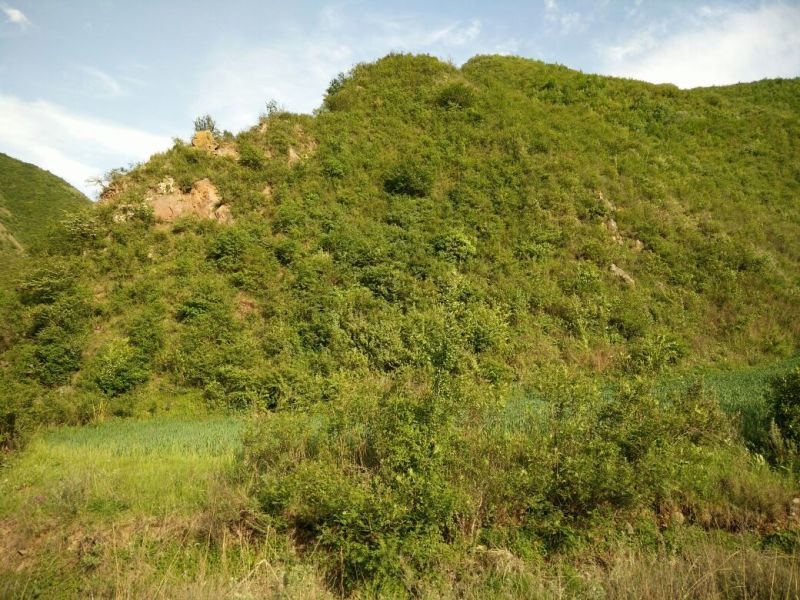 【荐】柴胡无硫新货柴胡对接全国量大优惠电联