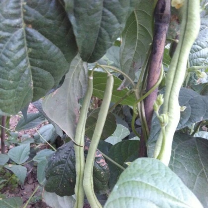 架豆王豆角陕西西安市周至县_批发_供应-一亩