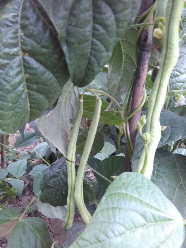 架豆王豆角陕西西安市周至县_批发_供应-一亩