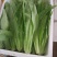 油麦菜20~25厘米以上