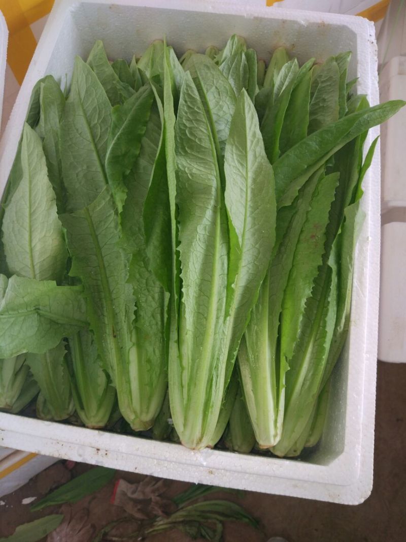 油麦菜20~25厘米以上