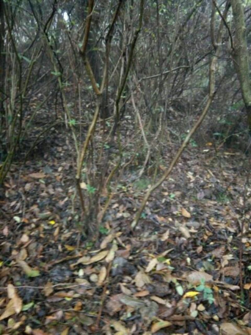 映山红5~10cm