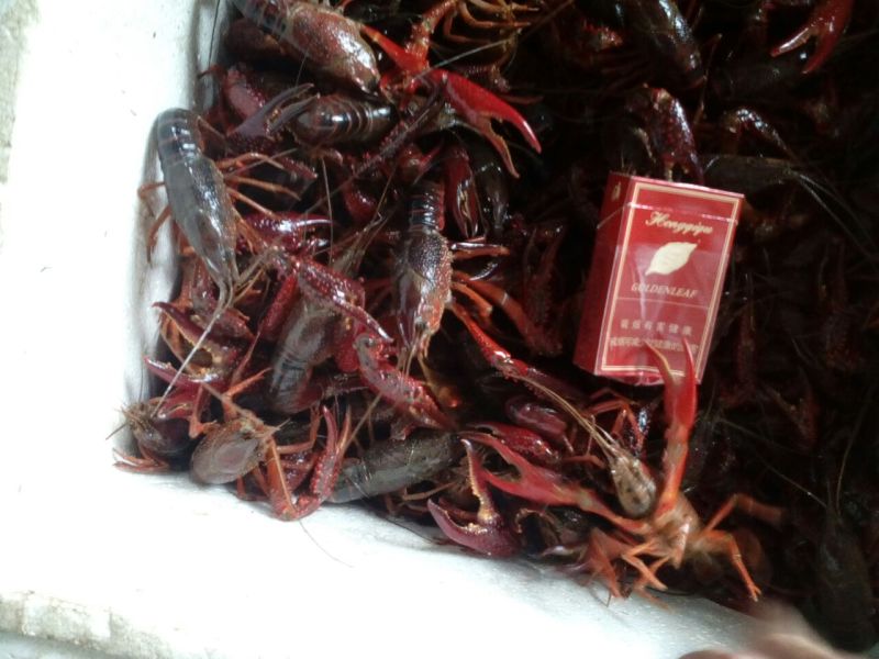 小龙虾食用8~10钱活虾