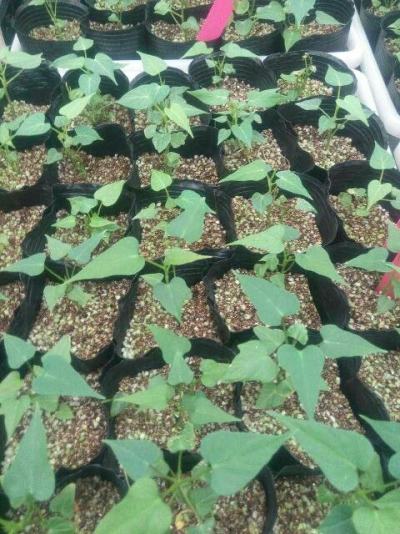 商薯19红薯苗15~25cm