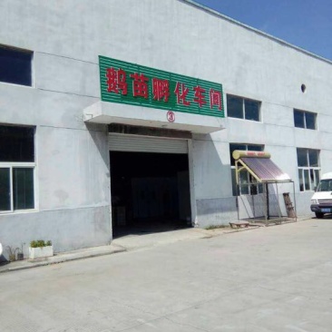 鹅苗