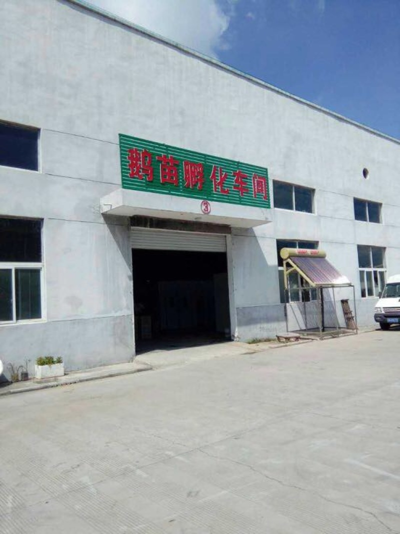 鹅苗