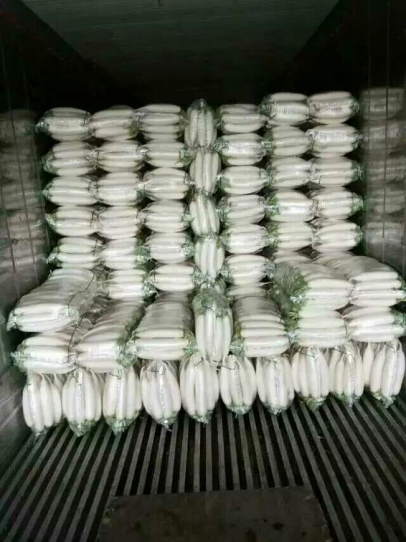 白萝卜纯沙地