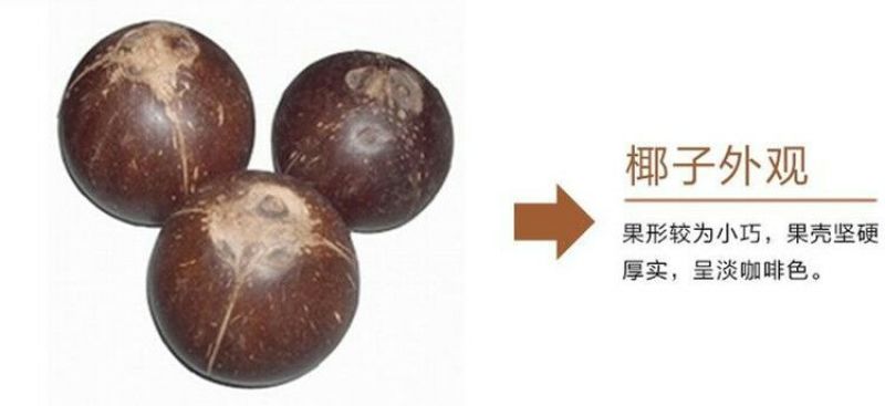 高种椰子2~2.5斤
